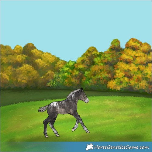 Horse Color:Powder White Silver Smoky Black Snowcap 