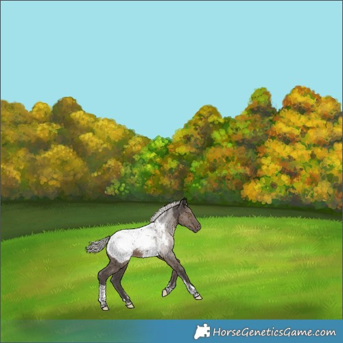 Horse Color:Powder White Silver Grullo Tobiano Near Fewspot Brindle