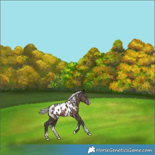 Horse Color:Powder White Silver Black Tobiano Near Leopard