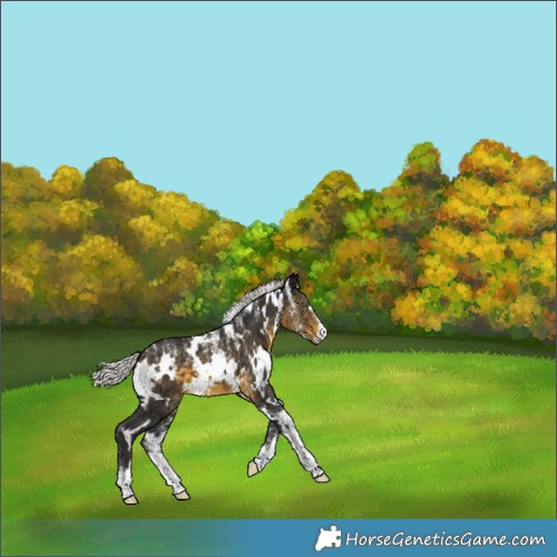Horse Color:Powder White White Spotted Silver Buckskin