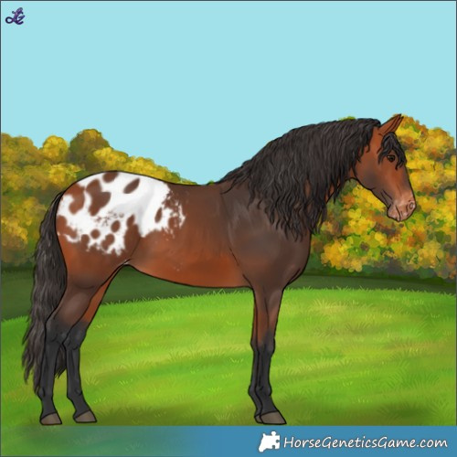Horse Color:Bay Blanket 