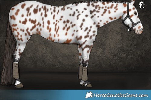 Horse Color:Bay Near Leopard