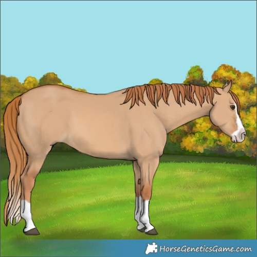 Horse Color:Red Dun Splash