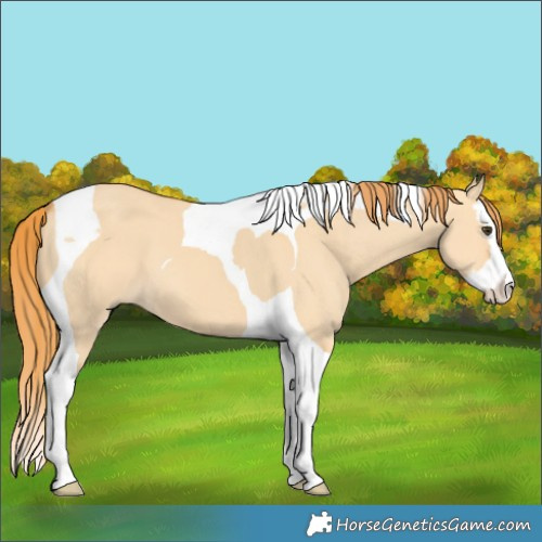 Horse Color:Red Dun Splash Tobiano