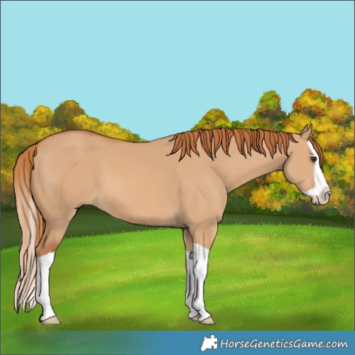 Horse Color:Red Dun Splash 