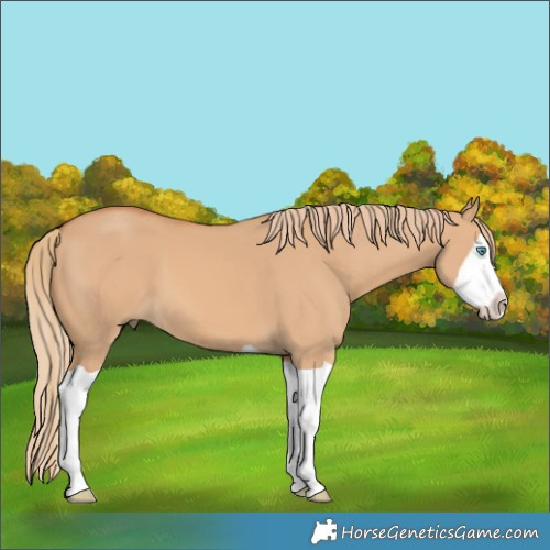 Horse Color:Red Dun Splash