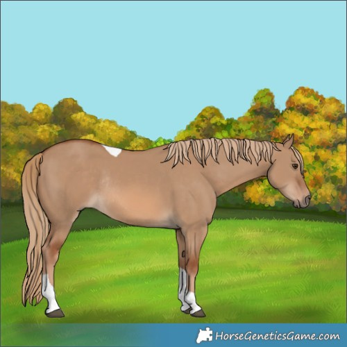 Horse Color:Red Dun Tobiano Rabicano 