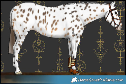 Horse Color:Buckskin Skewed LP Spotted 