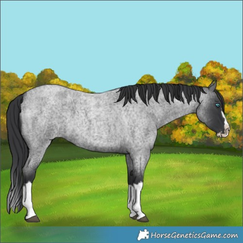 Horse Color:Blue Roan Splash