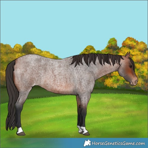 Horse Color:Bay Roan Varnish