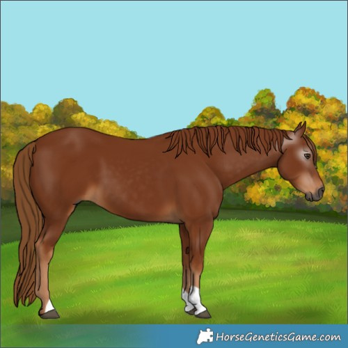 Horse Color:Gray Chestnut