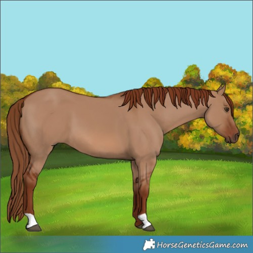 Horse Color:Red Dun
