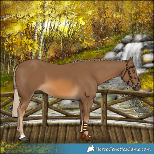 Horse Color:Chocolate Palomino 