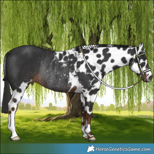 Horse Color:Gray Liver Chestnut Skewed LP Spotted Rabicano 