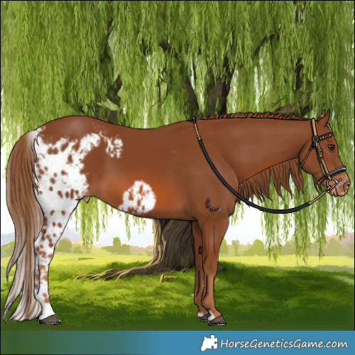 Horse Color:Chestnut Skewed LP Spotted 