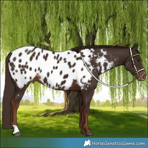Horse Color:Liver Chestnut Near Leopard