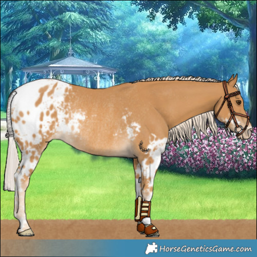 Horse Color:Palomino Skewed LP Spotted Rabicano 