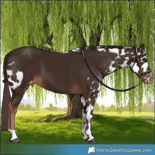 Horse Color:Liver Chestnut Tobiano Skewed LP Spotted