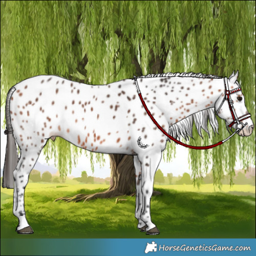 Horse Color:Bay Skewed LP Spotted 