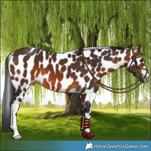 Horse Color:Brown Skewed LP Spotted 
