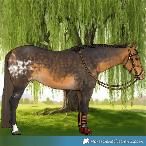 Horse Color:Buckskin Skewed LP Spotted