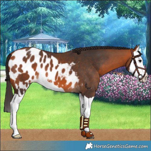 Horse Color:Bay Splash Skewed LP Spotted