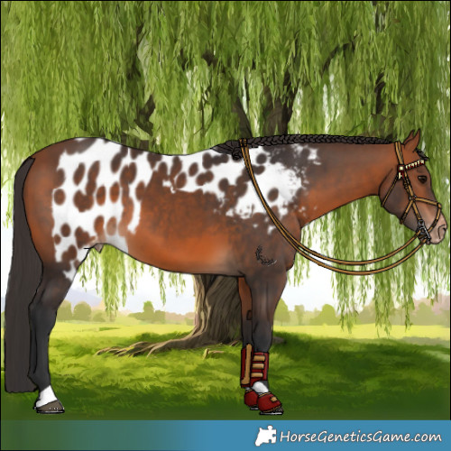 Horse Color:Bay Skewed LP Spotted 