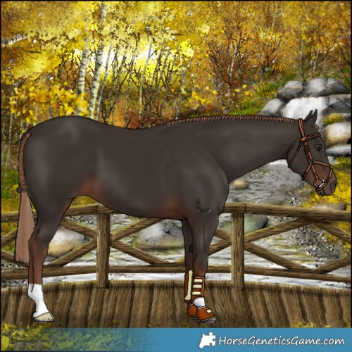 Horse Color:Liver Chestnut 