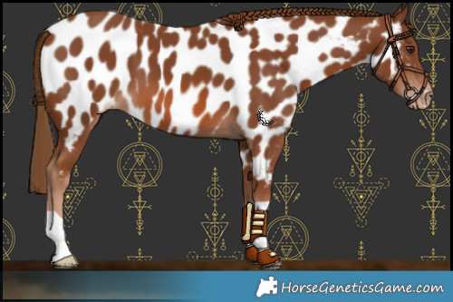 Horse Color:Chestnut Near Leopard 