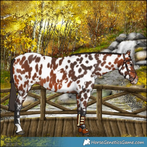 Horse Color:White Spotted Bay Near Leopard