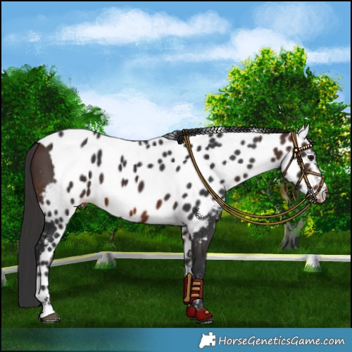 Horse Color:Brown Skewed LP Spotted