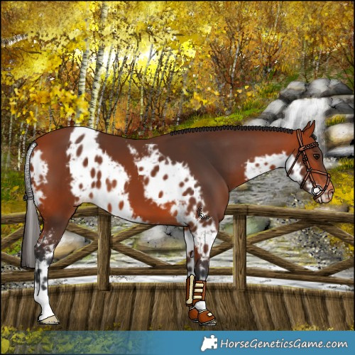 Horse Color:Bay Skewed LP Spotted 