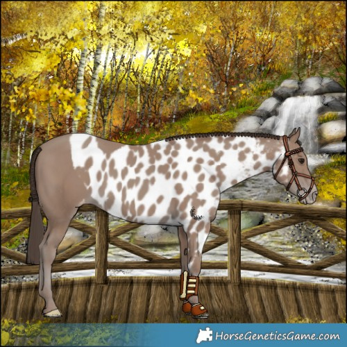Horse Color:Classic Champagne Skewed LP Spotted