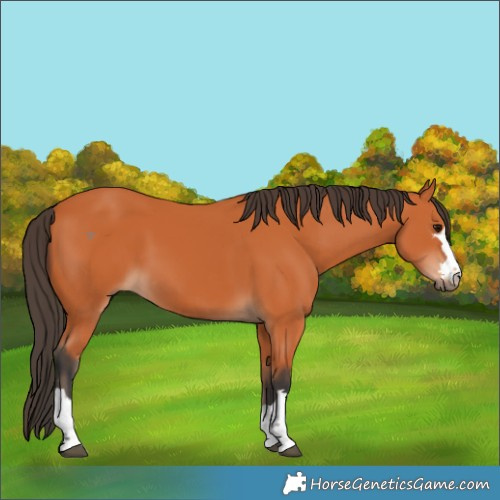 Horse Color:Bay 