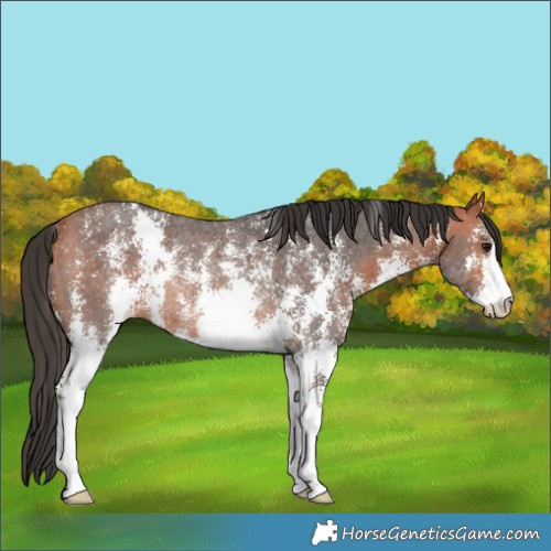 Horse Color:Bay Sabino Rabicano 