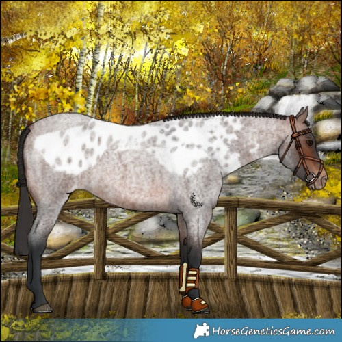 Horse Color:Brown Roan Skewed LP Spotted 