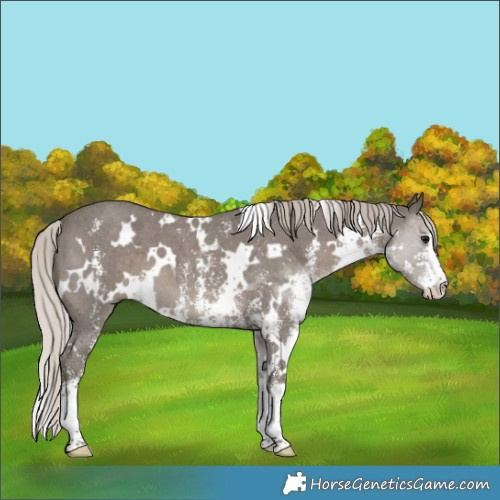 Horse Color:White Spotted Silver Black Sabino 