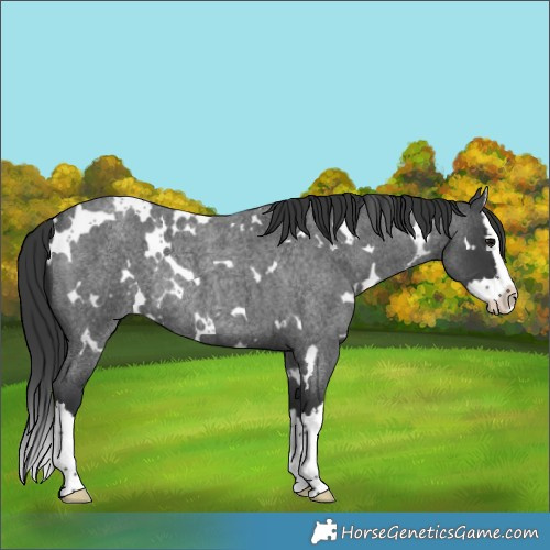 Horse Color:White Spotted Blue Roan Splash Rabicano