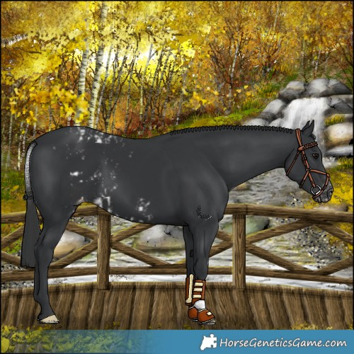 Horse Color:Black Skewed LP Spotted 