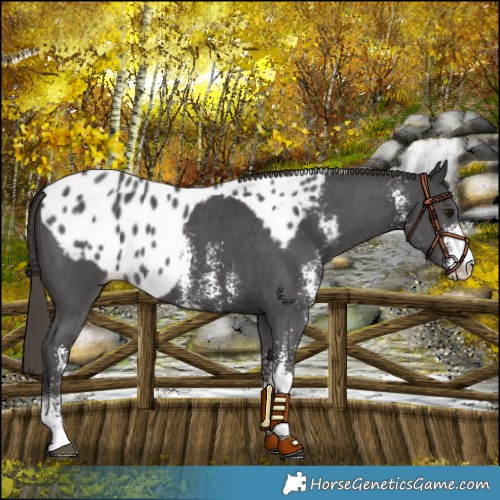 Horse Color:Smoky Black Sabino Skewed LP Spotted 