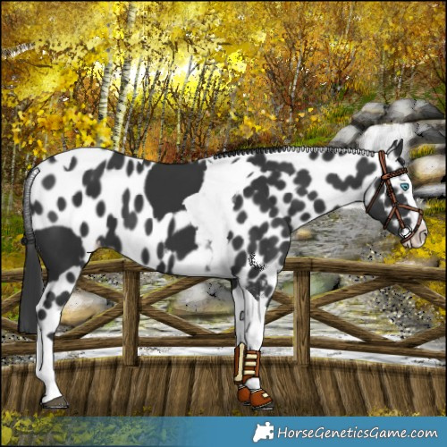 Horse Color:Black Splash Tobiano Skewed LP Spotted 