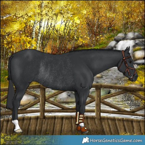 Horse Color:Black Rabicano 
