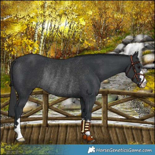 Horse Color:Black Rabicano