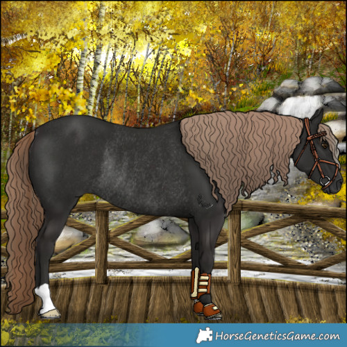 Horse Color:Liver Chestnut Rabicano 