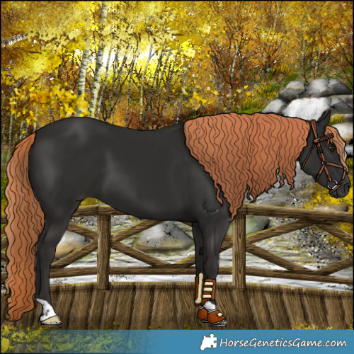 Horse Color:Liver Chestnut