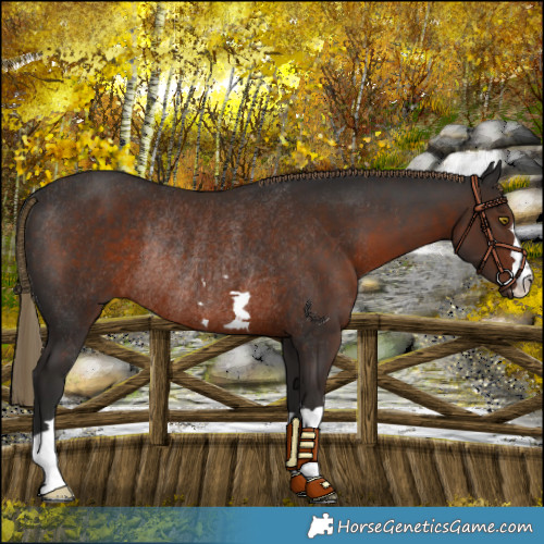 Horse Color:Liver Chestnut Rabicano