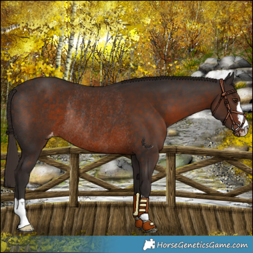 Horse Color:Liver Chestnut Skewed LP Spotted Rabicano 