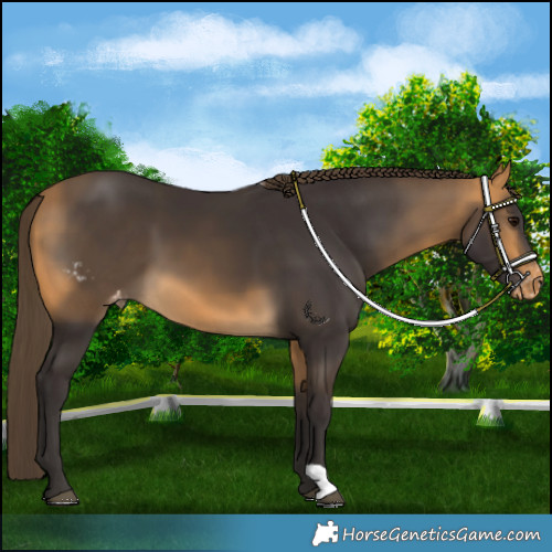 Horse Color:Buckskin Skewed LP Spotted