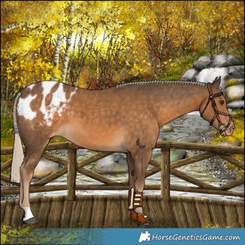 Horse Color:Chocolate Palomino Blanket