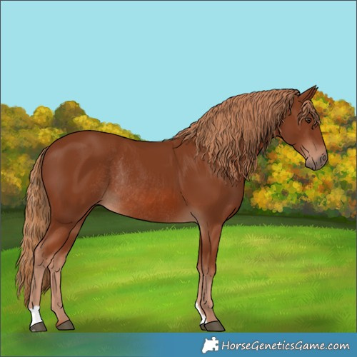 Horse Color:Chestnut Rabicano 